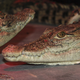 Illustration for article titled Guccis Parent Company Is Now in the Croc-Watching Business